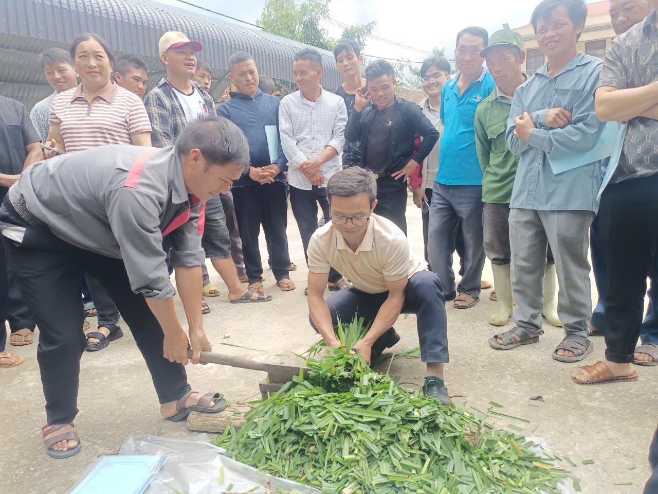 Học viên thực hành cắt cỏ để ủ thức ăn dự trữ cho trâu bò trong mùa đông. Ảnh: Lưu Hòa. Học viên thực hành cắt cỏ để ủ thức ăn dự trữ cho trâu bò trong mùa đông. Ảnh: Lưu Hòa.