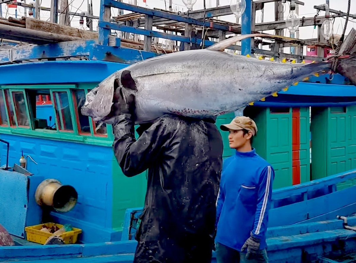 Xuất khẩu cá ngừ có nguy cơ bị ảnh hưởng lớn do phần lớn cá ngừ là sản phẩm của các nghề cá không được công nhận tương đương. Ảnh: Sơn Trang. Xuất khẩu cá ngừ có nguy cơ bị ảnh hưởng lớn do phần lớn cá ngừ là sản phẩm của các nghề cá không được công nhận tương đương. Ảnh: Sơn Trang.