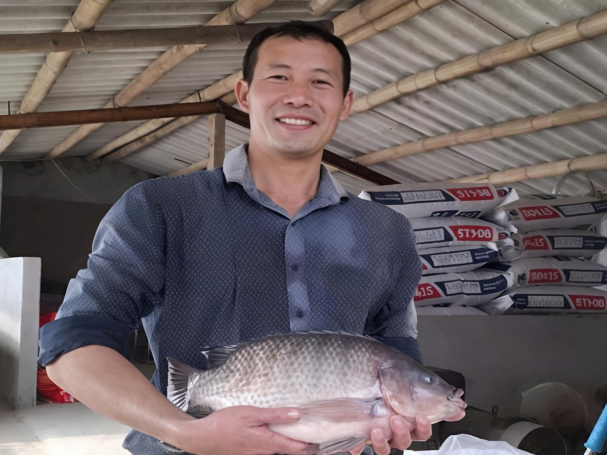 Nghề nuôi cá rô phi đang tạo ra lợi thế cho nhiều tỉnh thành khu vực ĐBSCL. Ảnh: Văn Tiến. Nghề nuôi cá rô phi đang tạo ra lợi thế cho nhiều tỉnh thành khu vực ĐBSCL. Ảnh: Văn Tiến.