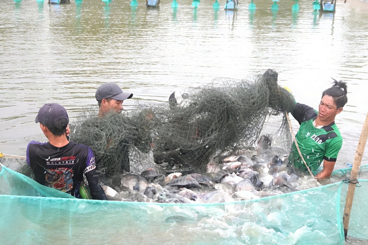 Bên cạnh góp phần nâng cao thu nhập, nuôi cá rô phi luân canh trong ao nuôi tôm cũng góp phần cải tạo môi trường, hạn chế lây lan mầm bệnh. Ảnh: Văn Tiến. Bên cạnh góp phần nâng cao thu nhập, nuôi cá rô phi luân canh trong ao nuôi tôm cũng góp phần cải tạo môi trường, hạn chế lây lan mầm bệnh. Ảnh: Văn Tiến.
