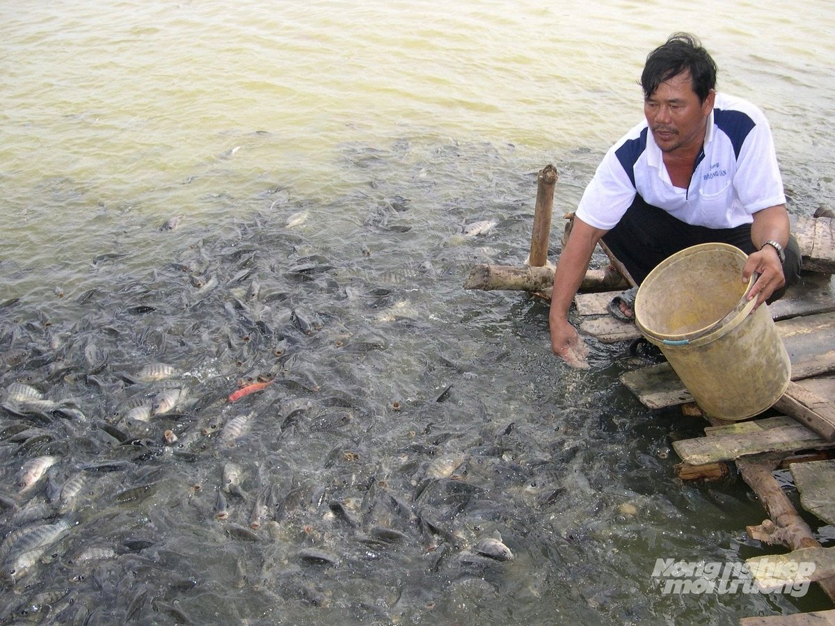 Cá rô phí có tính thích nghi tốt, có thể nuôi trong môi trường thâm canh cao, chi phí đầu tư thấp, giá rẻ nên dễ bán và trở thành nguồn dinh dưỡng hàng ngày trên mâm cơm của nhiều gia đình. Ảnh: Hoàng Vũ.