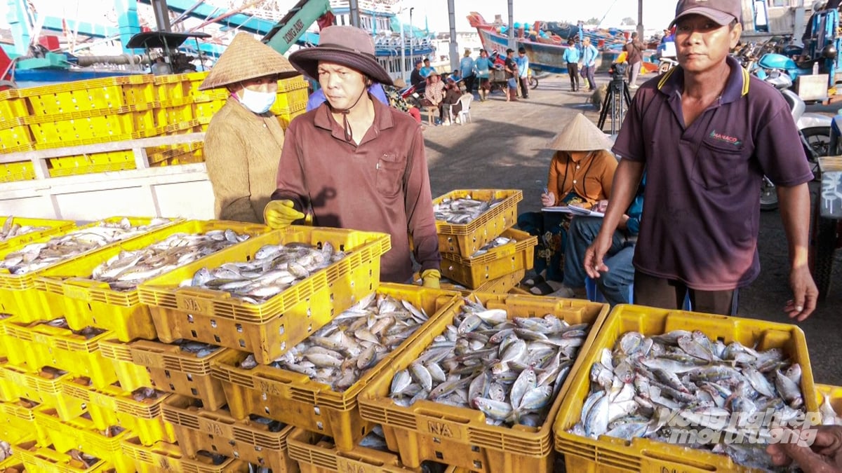 Ngư dân bốc dỡ hải sản sau chuyến biển, cung ứng nguồn nguyên liệu tươi sống cho thị trường. Ảnh: Văn Vũ.