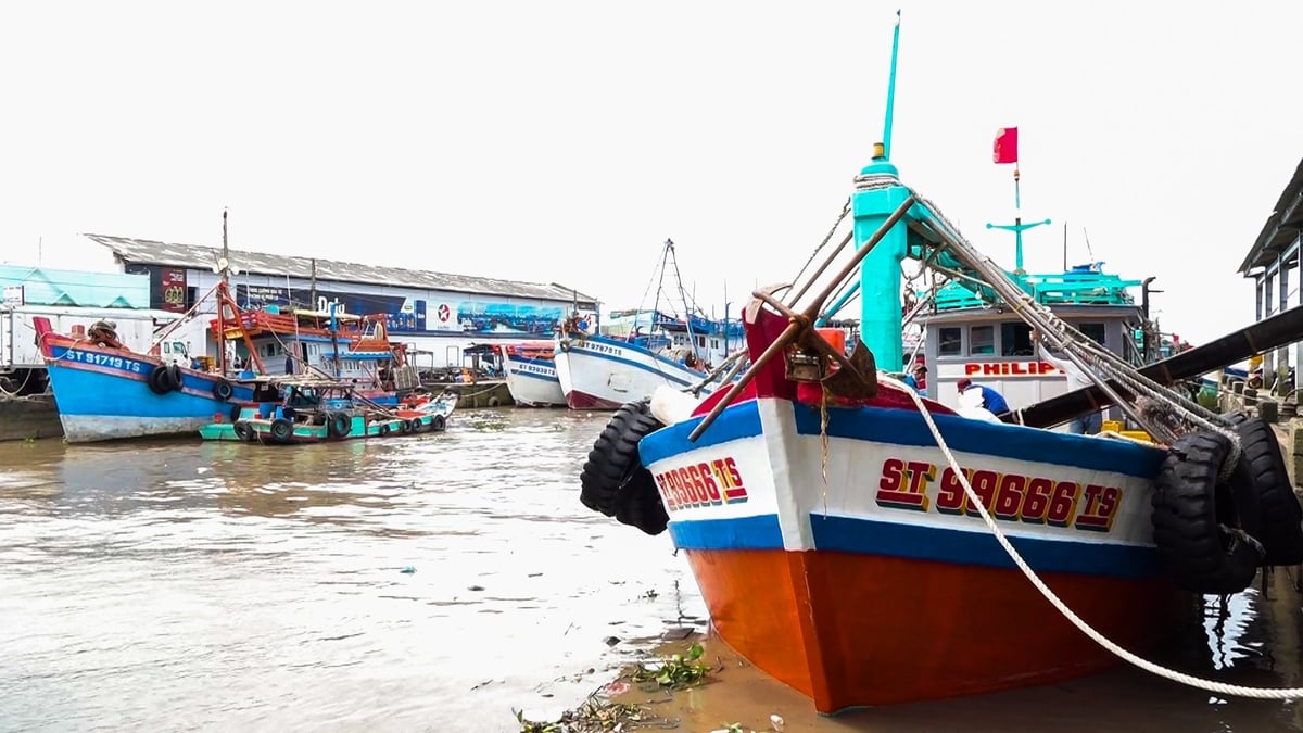 Nhiều tàu cá cập cảng Trần Đề, chấp hành quy định đăng ký, đăng kiểm và giám sát hành trình. Ảnh: Văn Vũ.