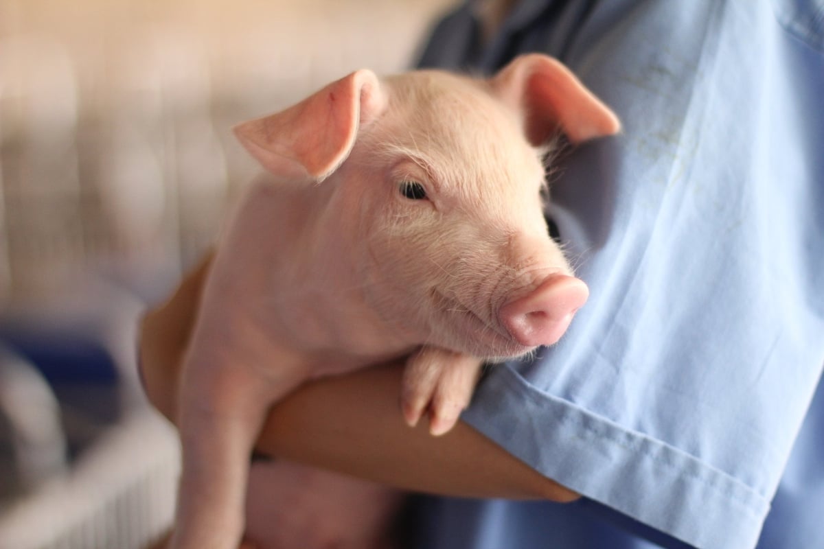 Nhân viên Cargill chăm sóc heo con. Ảnh: Cargill.