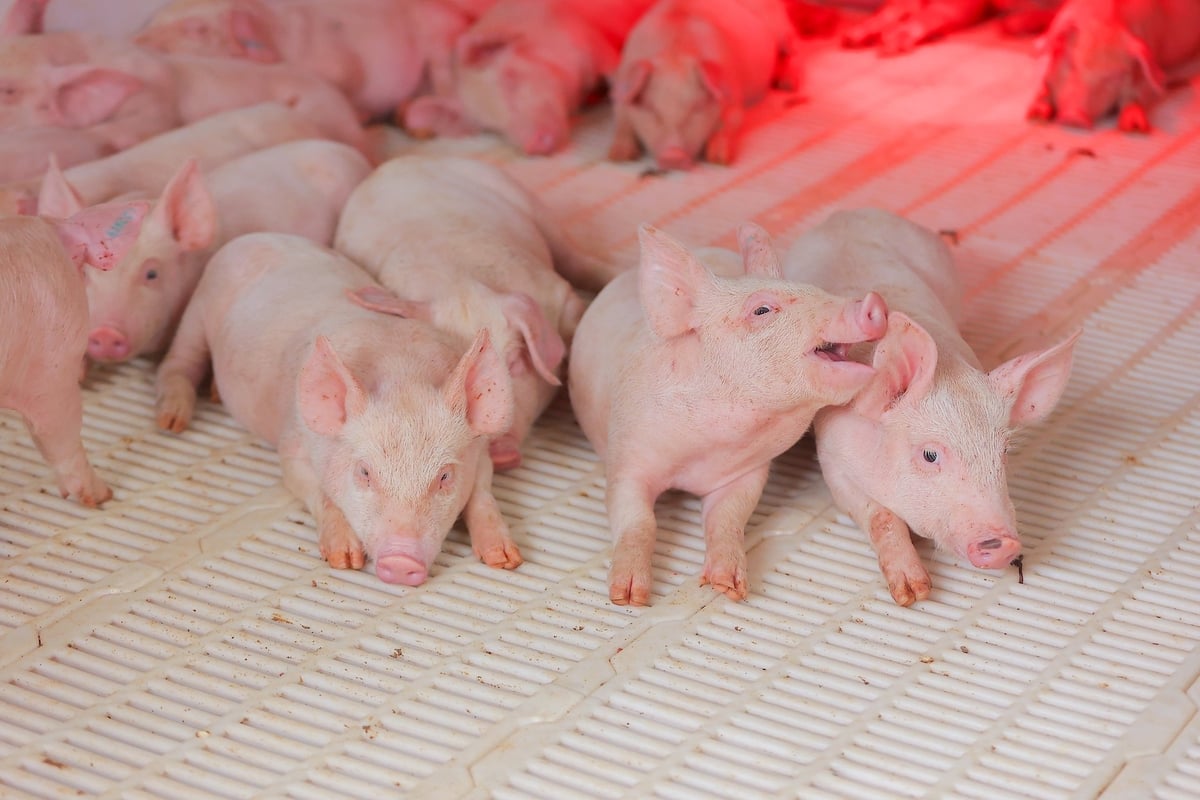 Heo con sau cai sữa. Ảnh: Cargill.