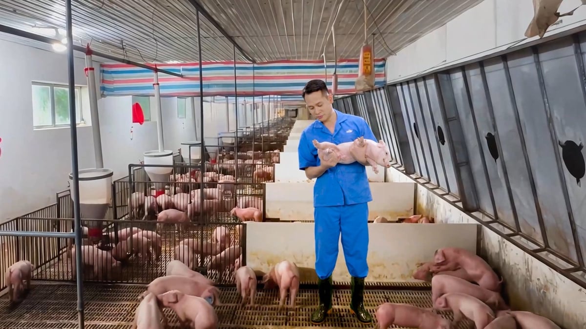 Nhân viên Cargill chăm sóc heo con. Ảnh: Cargill.