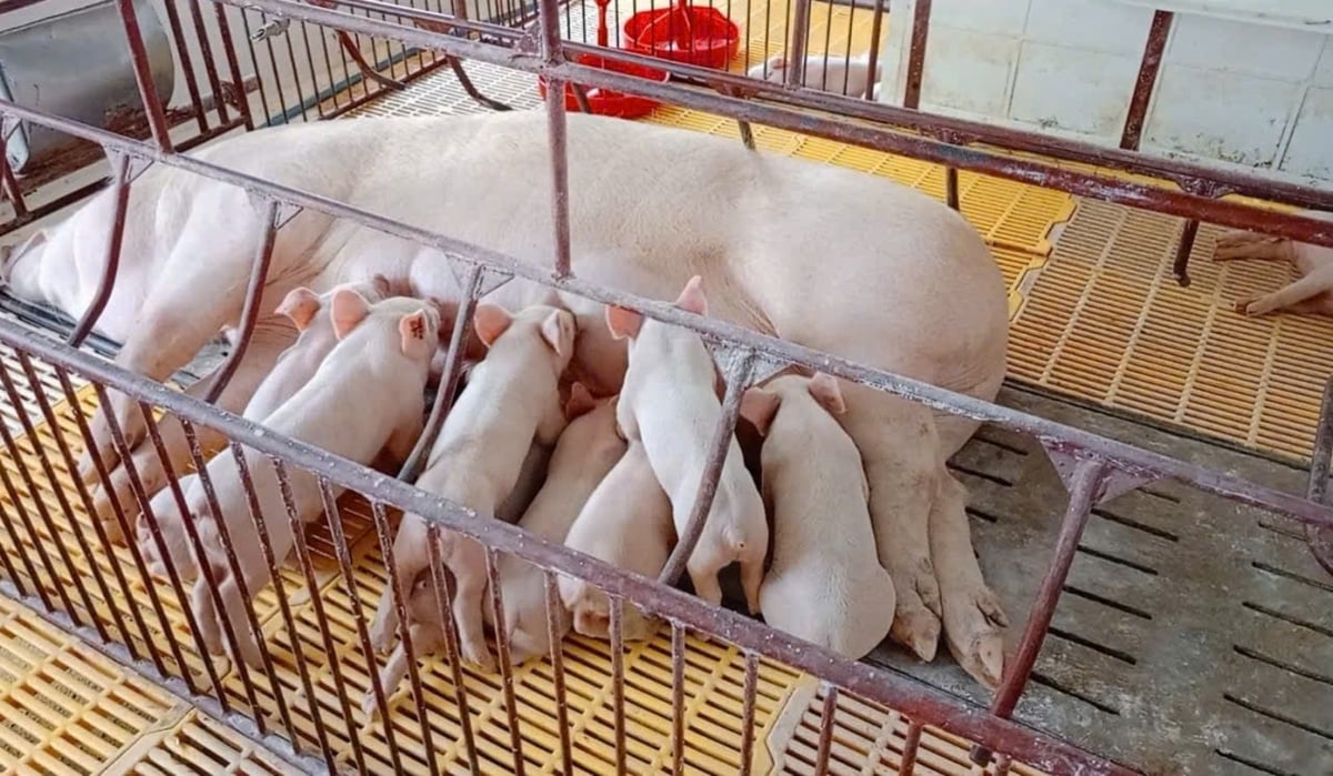 Chăn nuôi an toàn sinh học là một trong những biện pháp bảo vệ đàn lợn trước dịch tả lợn Châu Phi. Ảnh: Kim Sơ