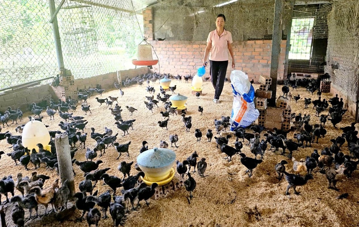 Hiện người chăn nuôi gia cầm ở tỉnh Khánh Hòa đang chủ động tái đàn để phục vụ thị trường cuối năm. Ảnh: Kim Sơ.