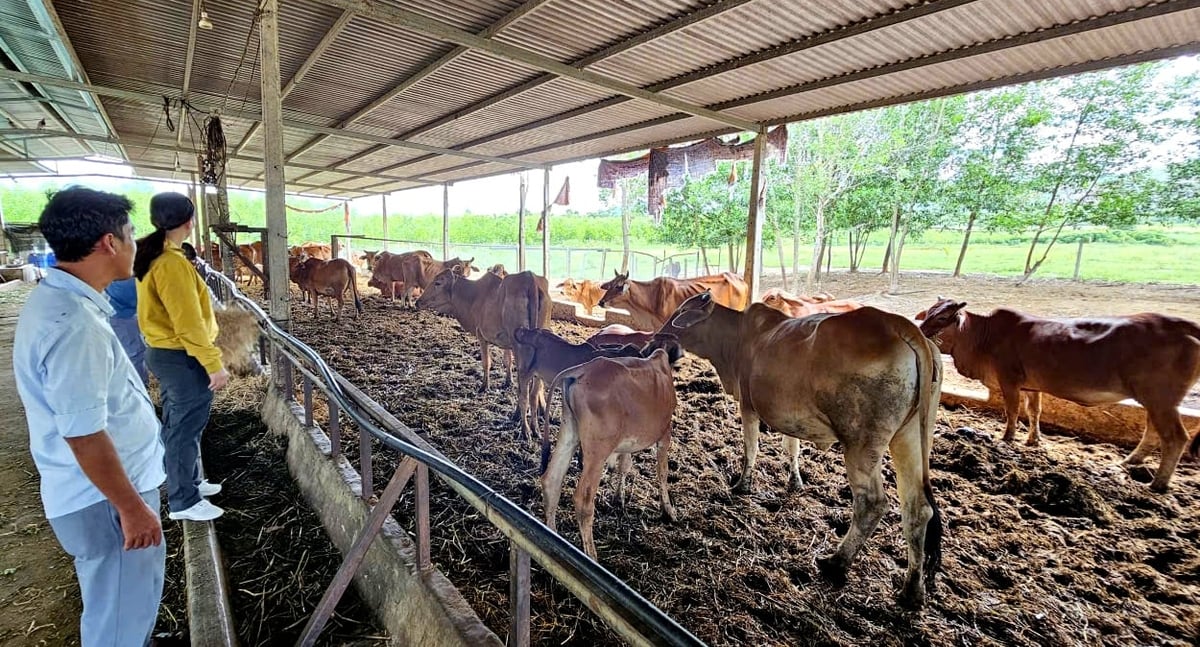 Ngành chăn nuôi tỉnh Khánh Hòa sẽ bảo đủ nguồn cung sản phẩm vào dịp cuối năm. Ảnh: Kim Sơ.