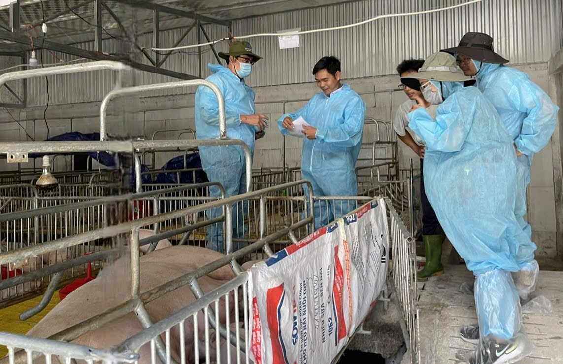 Ngành chăn nuôi của tỉnh Khánh Hòa đang hướng dẫn người nuôi nâng cao an toàn sinh học. Ảnh: Kim Sơ.