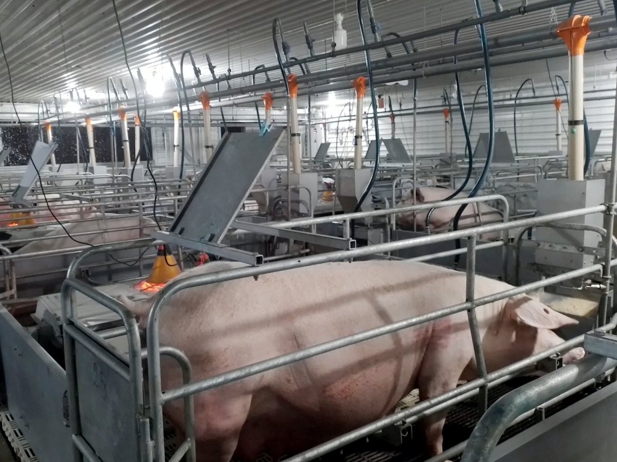 Tỉnh Đắk Lắk sẽ tập trung phát triển chăn nuôi lợn theo hướng quy mô lớn, công nghệ cao, an toàn sinh học. Ảnh: Kim Sơ.