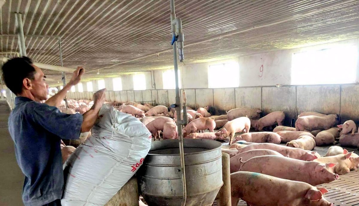 Chăn nuôi lợn an toàn sinh học là 'lá chắn' phòng chống dịch tả lợn Châu Phi. Ảnh: Kim Sơ.