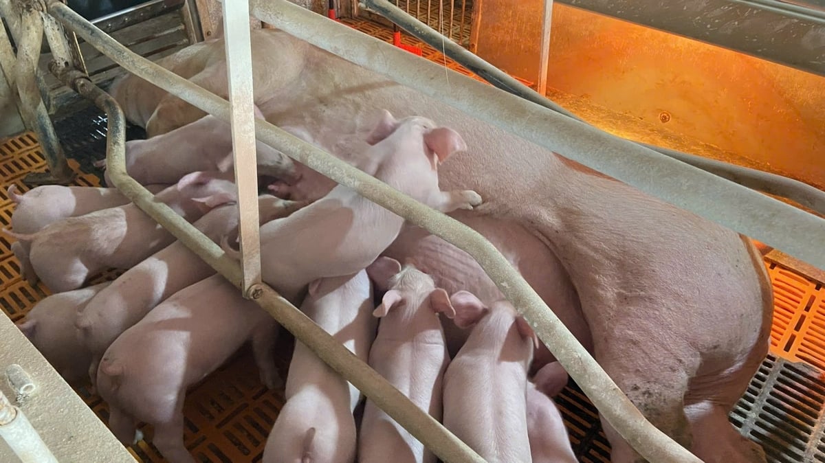 Hiện tại, năng suất nái của các doanh nghiệp chăn nuôi tại Việt Nam phàn lớn đều đạt trên 32 con/nái/năm Ảnh: Đinh Mười.