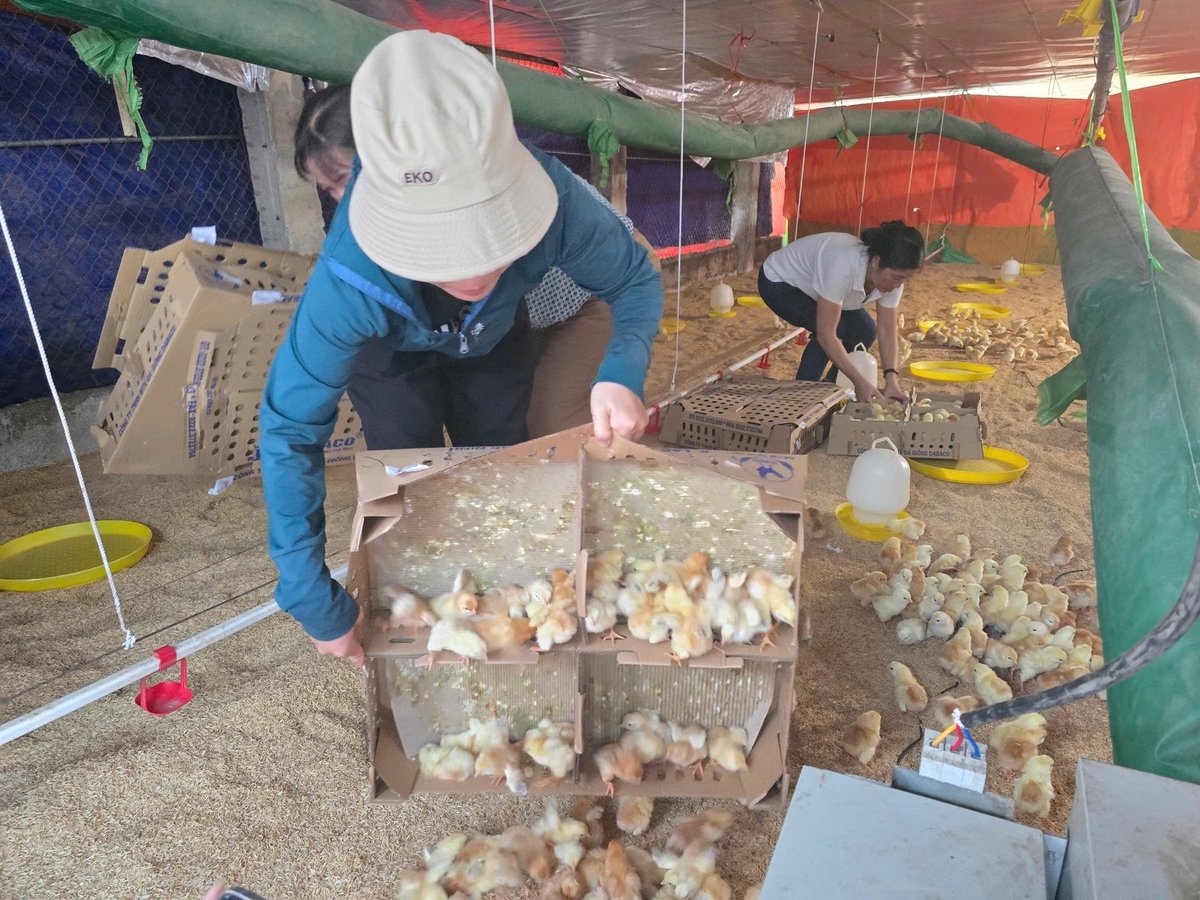 Vẫn còn khoảng cách lớn về trình độ kỹ thuật, con giống giữa chăn nuôi nông hộ và các doanh nghiệp. Ảnh: Đinh Mười.