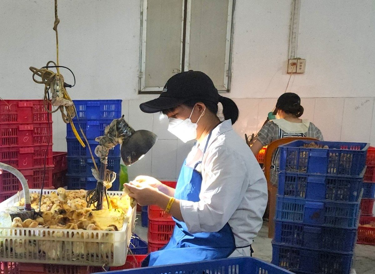 Dịch bệnh, con giống, đầu ra vẫn là khó khăn lớn với nông dân, trong đó dịch bệnh vẫn luôn là nỗi ám ảnh. Ảnh: Đinh Mười.