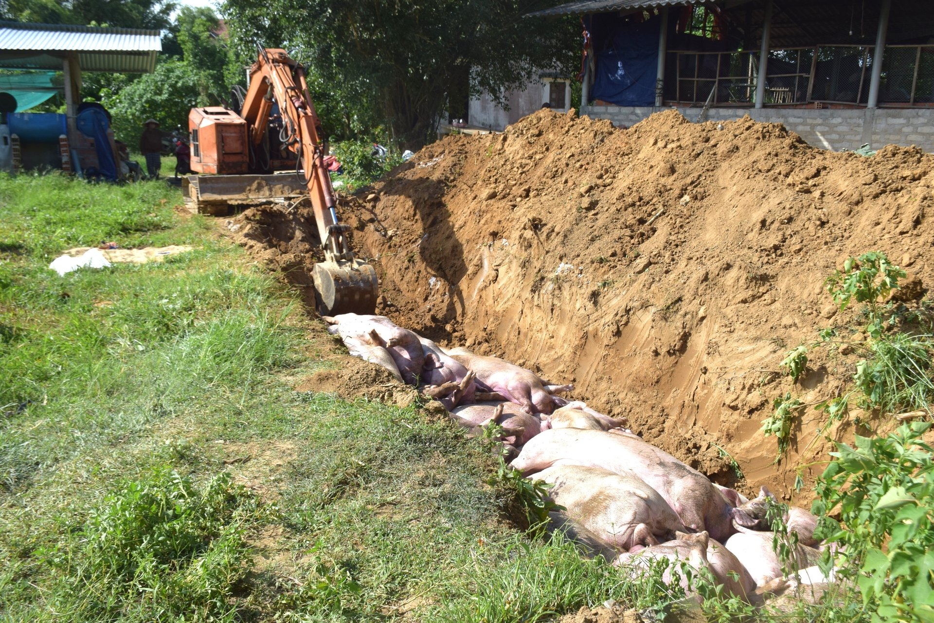 Hiện, nhiều xã trên địa bàn tỉnh Gia Lai đã công bố hết dịch sau thời gian dịch dịch tả lợn Châu Phi bùng phát. Ảnh: Đình Thung.