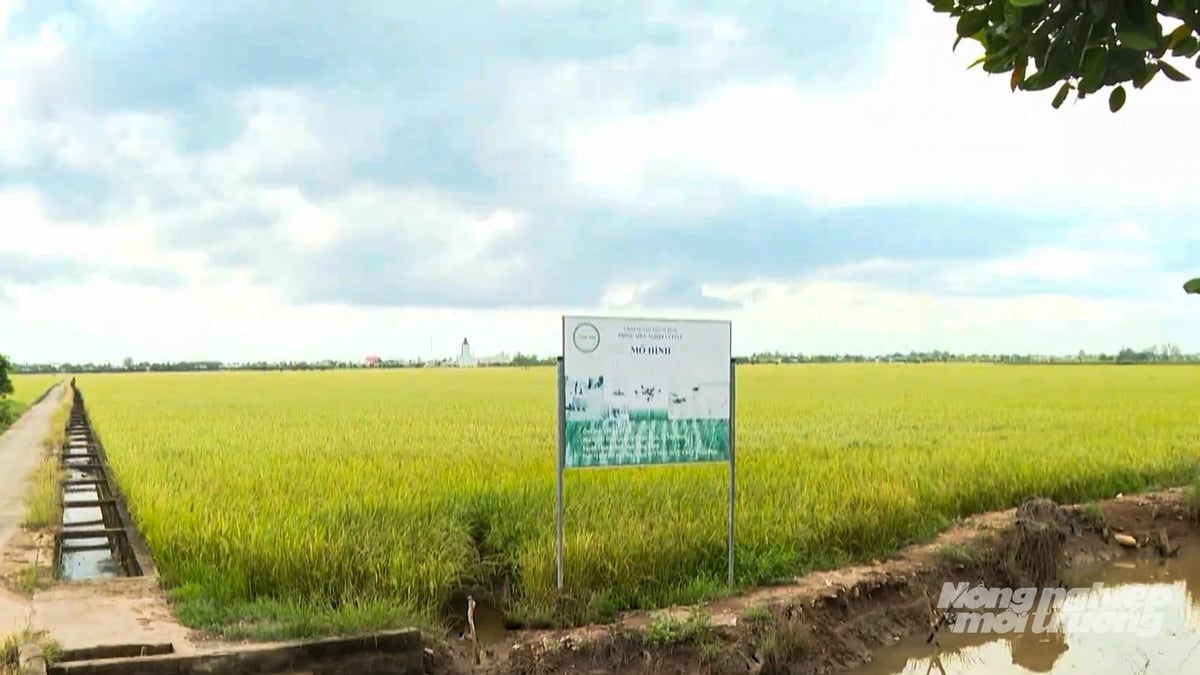 Đồng Tháp có 200 ha lúa của 2 HTX Tân Bình và Thắng Lợi được triển khai sản xuất theo tiêu chuẩn SRP. Ảnh: Văn Vũ.