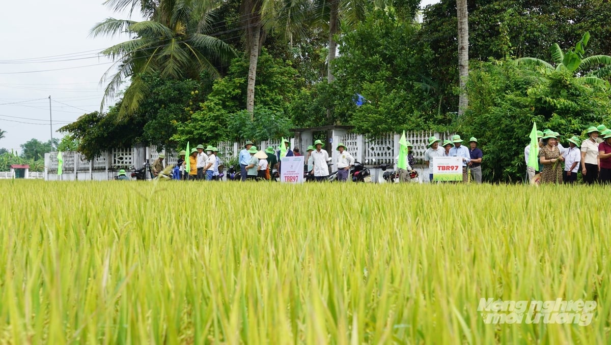 Hội nghị đầu bờ đánh giá giống lúa TBR97 thu hút đông đảo nông dân tham gia. Ảnh: Quốc Toản.