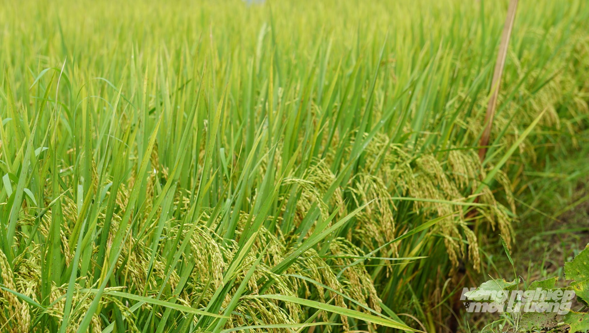 Vụ mùa năm 2025, giống lúa TBR97 hứa hẹn cho năng suất cao. Ảnh: Quốc Toản.