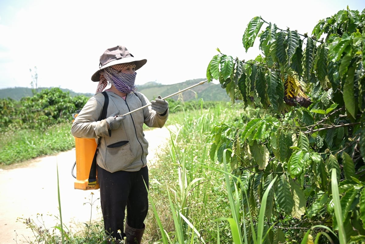 Hiện nay, nông dân còn sử dụng khá nhiều thuốc bảo vệ vật, phân bón hoá học. Ảnh: Phạm Hoài.