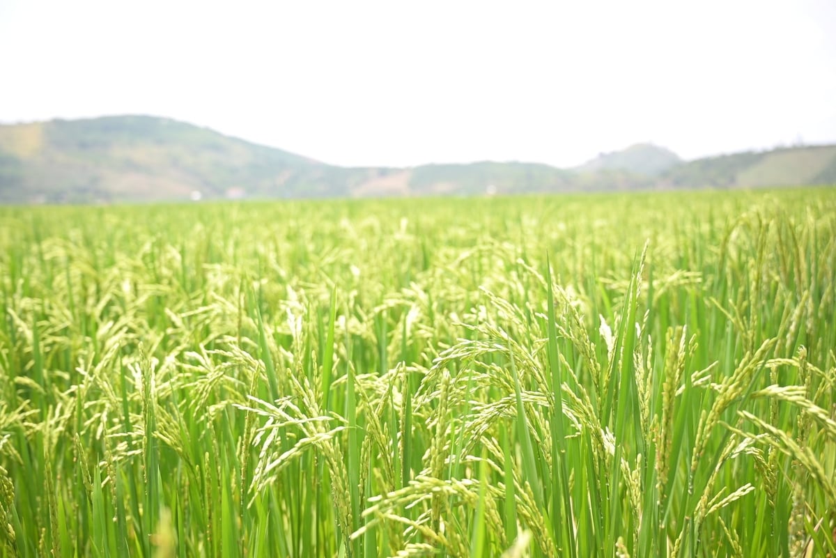 Các nhà khoa học khuyến nghị nông dân tích cực áp dụng biện pháp cải tạo đất. Ảnh: Phạm Hoài.