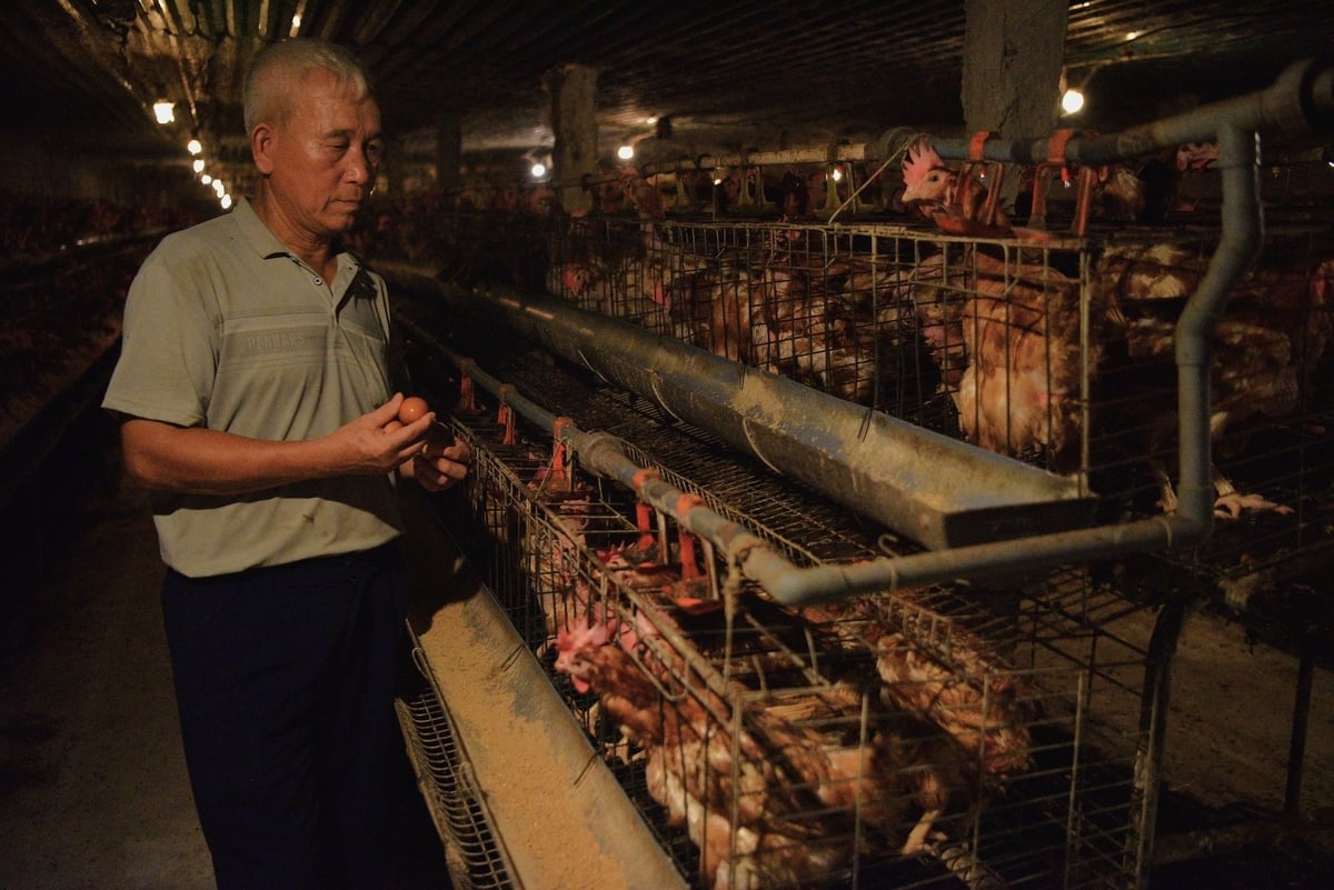 Ông Kiều Văn Hiện kiểm tra trứng trong trại. Ảnh: Dương Đình Tường.