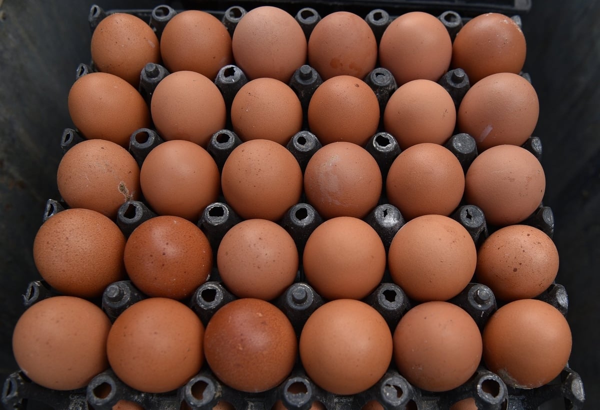 Những quả trứng gà trong trang trại ông Hiện. Ảnh: Dương Đình Tường.