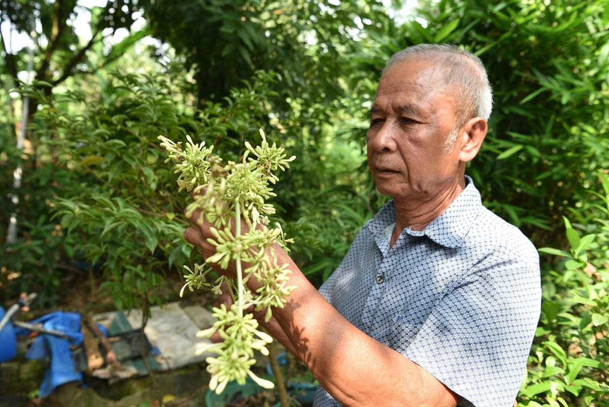 Ông Lê Đình Thành bên bông hoa đu đủ đực dùng để tăng sức đề kháng cho gà. Ảnh: Dương Đình Tường.
