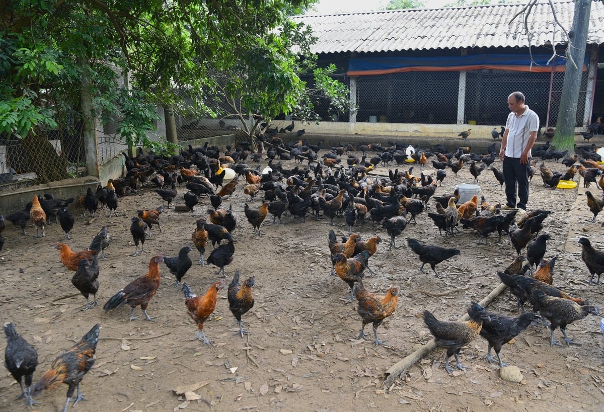 Đàn gà H'Mông của HTX Chăn nuôi Yên Hòa Phú. Ảnh: Dương Đình Tường.