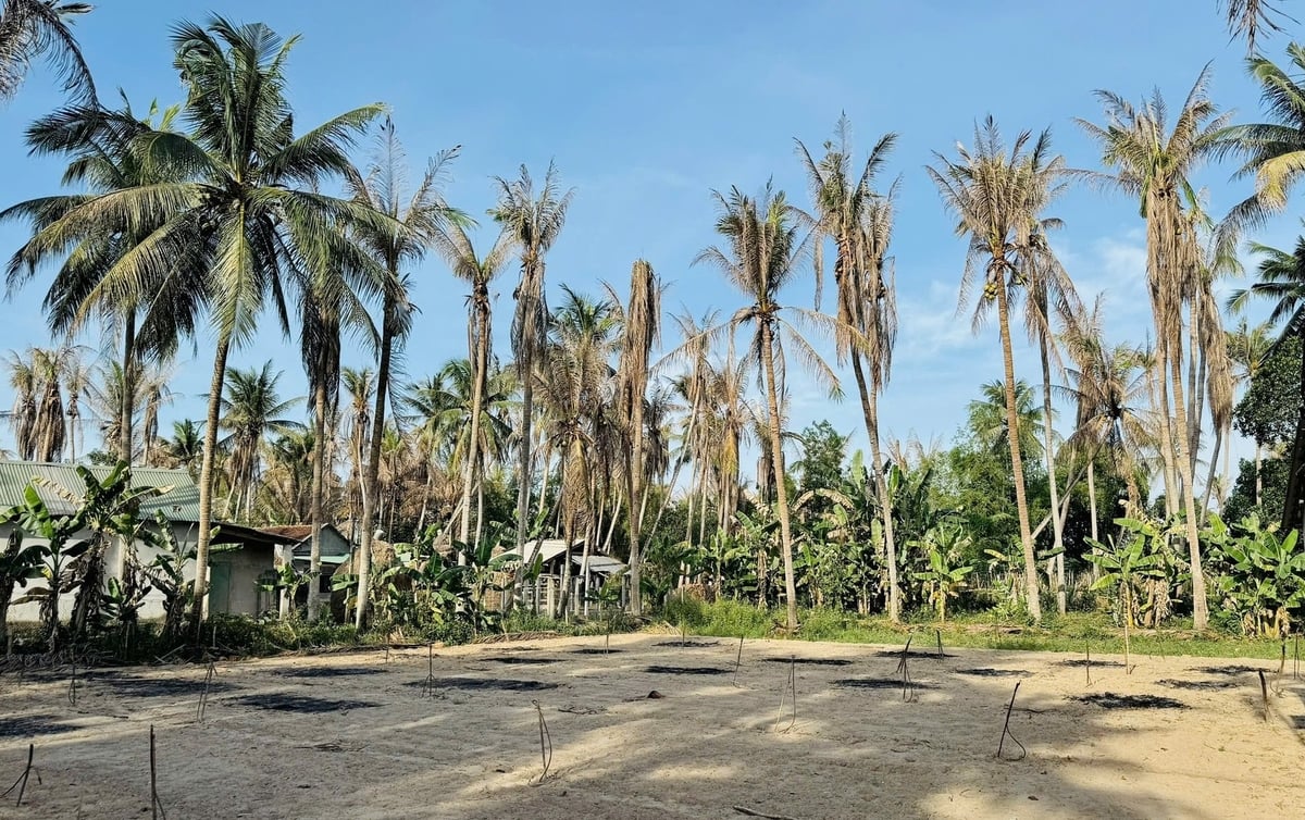 Một vườn dừa bị sâu đầu đen gây hại nặng. Ảnh: PC. Một vườn dừa bị sâu đầu đen gây hại nặng. Ảnh: PC.