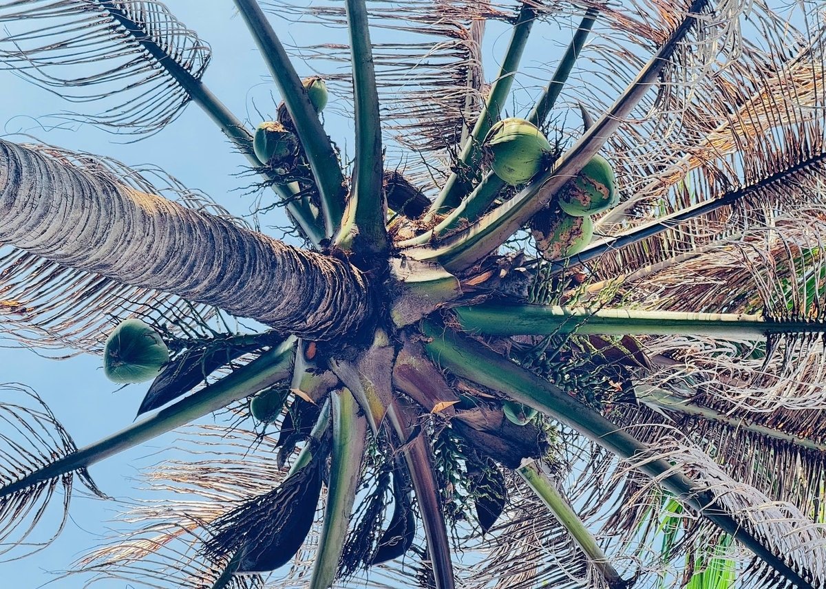 Sâu đầu đen gây hại cả lá và quả dừa. Ảnh: PC. Sâu đầu đen gây hại cả lá và quả dừa. Ảnh: PC.