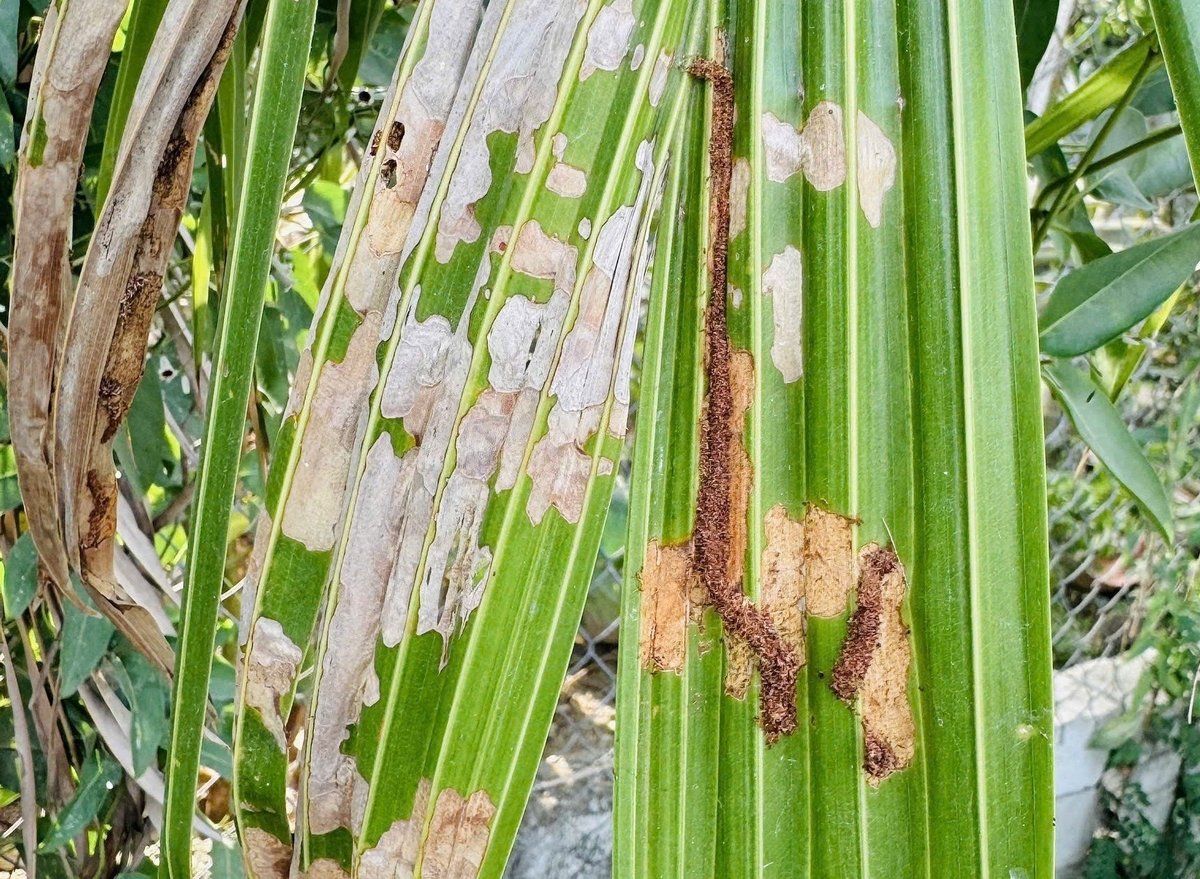 Sâu đầu đen ăn biểu bì lá dừa. Ảnh: PC. Sâu đầu đen ăn biểu bì lá dừa. Ảnh: PC.