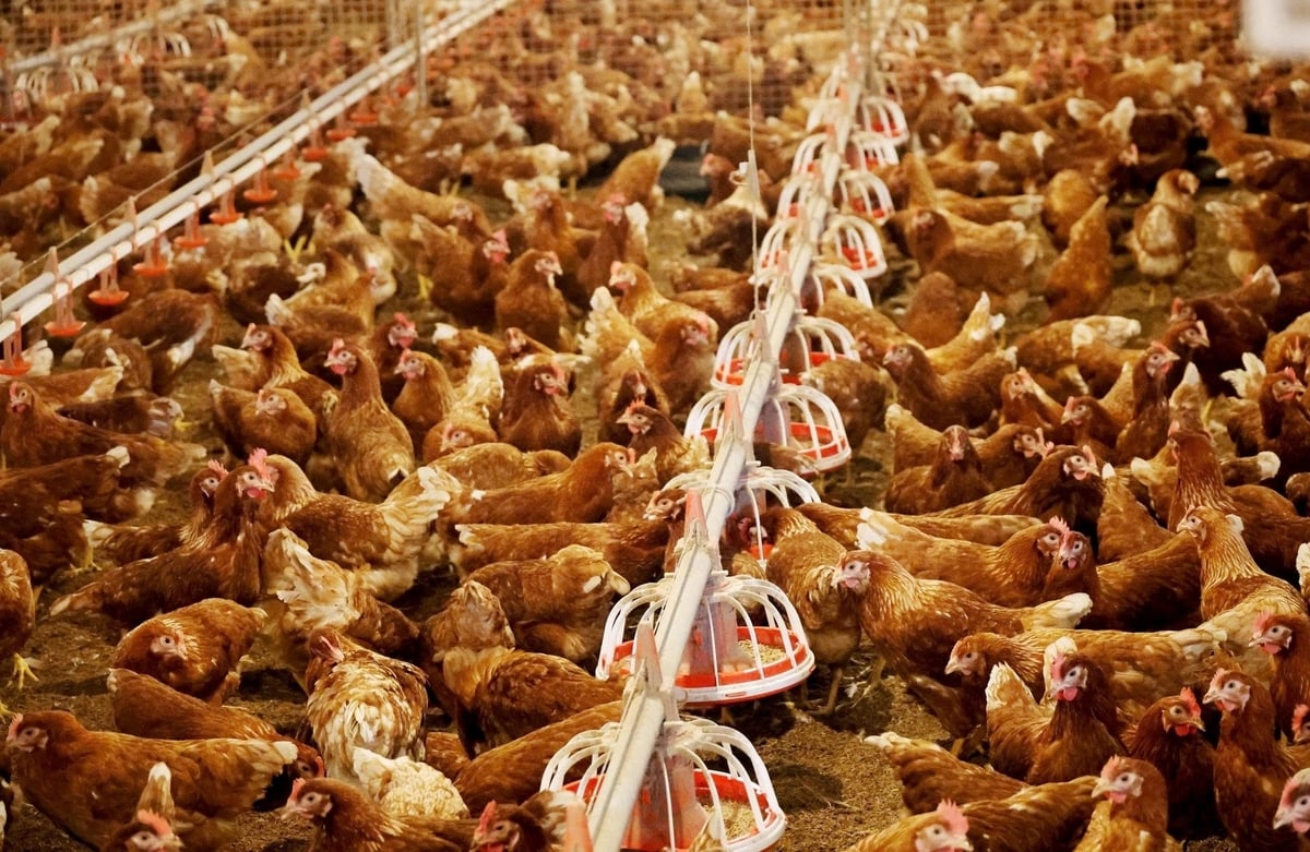 Quy trình cho gà ăn, uống đều được tự động hóa. Ảnh: Thanh Nga.