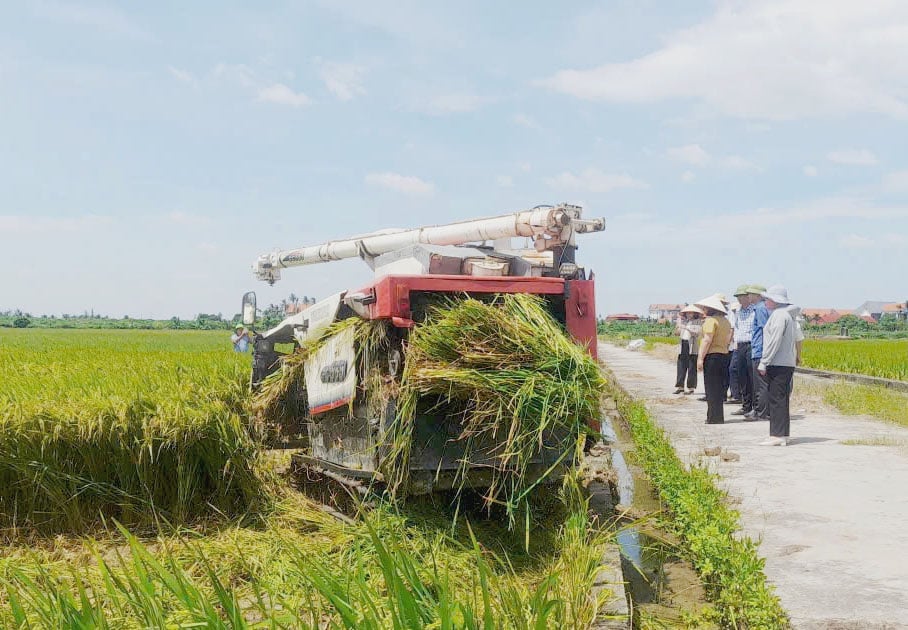 Hơn 100 ha lúa mùa đã chín trên 80% tại Hải Phòng được chỉ đạo thu hoạch để đề phòng thiệt hại nếu bão số 9 đổ bộ. Ảnh: Đinh Mười. 