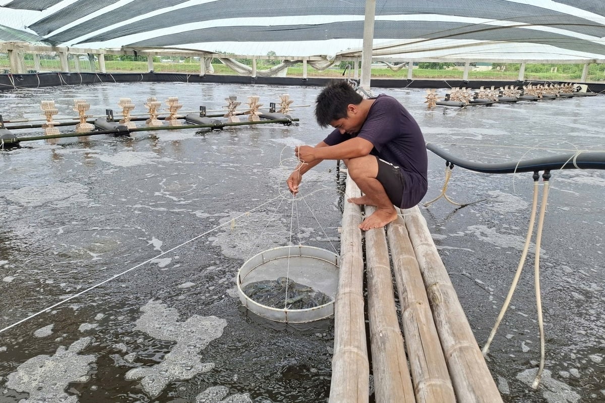 Nuôi tôm công nghệ cao giúp các hộ thuận lợi nuôi thành công vụ tôm đông ở miền Bắc với giá trị cao. Ảnh: Trung Quân. Nuôi tôm công nghệ cao giúp các hộ thuận lợi nuôi thành công vụ tôm đông ở miền Bắc với giá trị cao. Ảnh: Trung Quân.