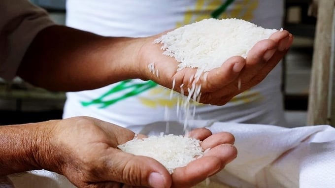 Cập nhật giá lúa gạo hôm nay 22/8/2026 mới nhất