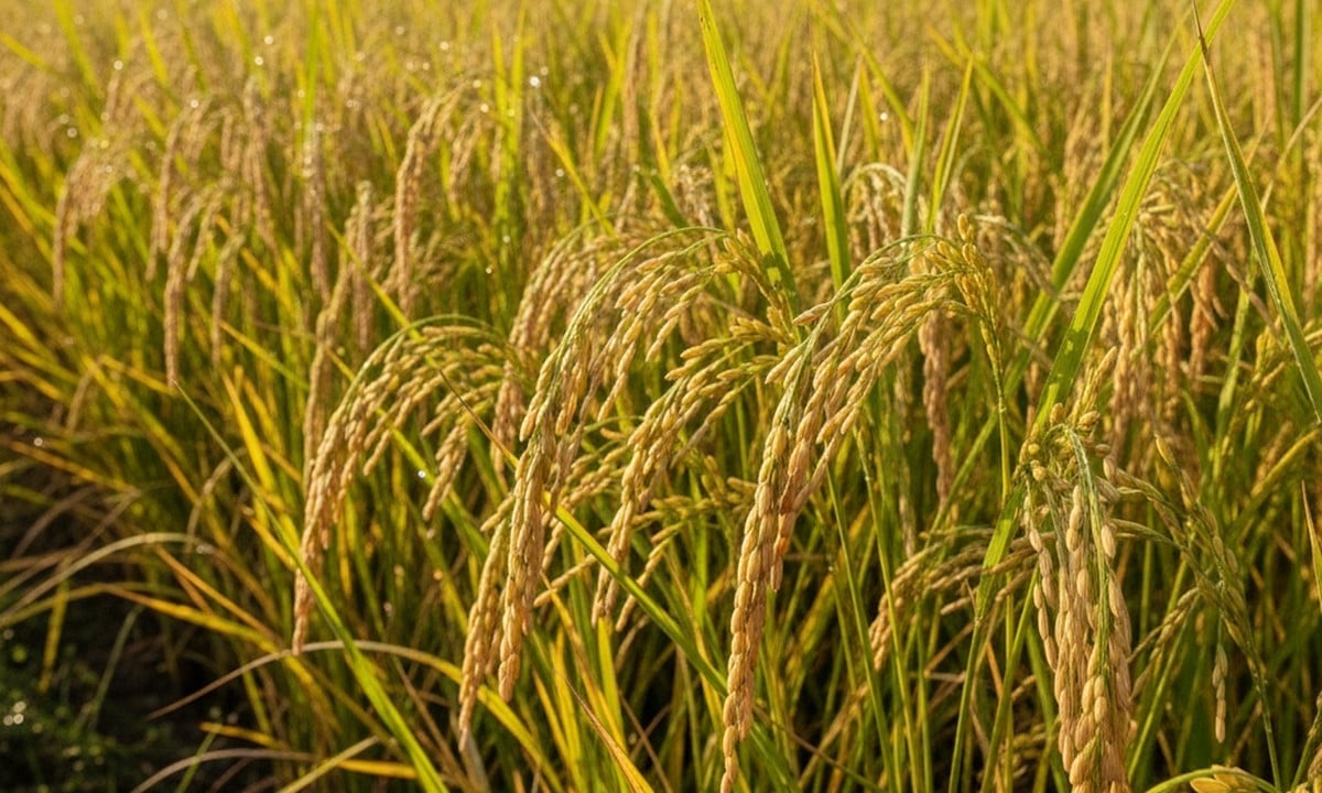 Cập nhật giá lúa gạo hôm nay 7/9/2025 mới nhất