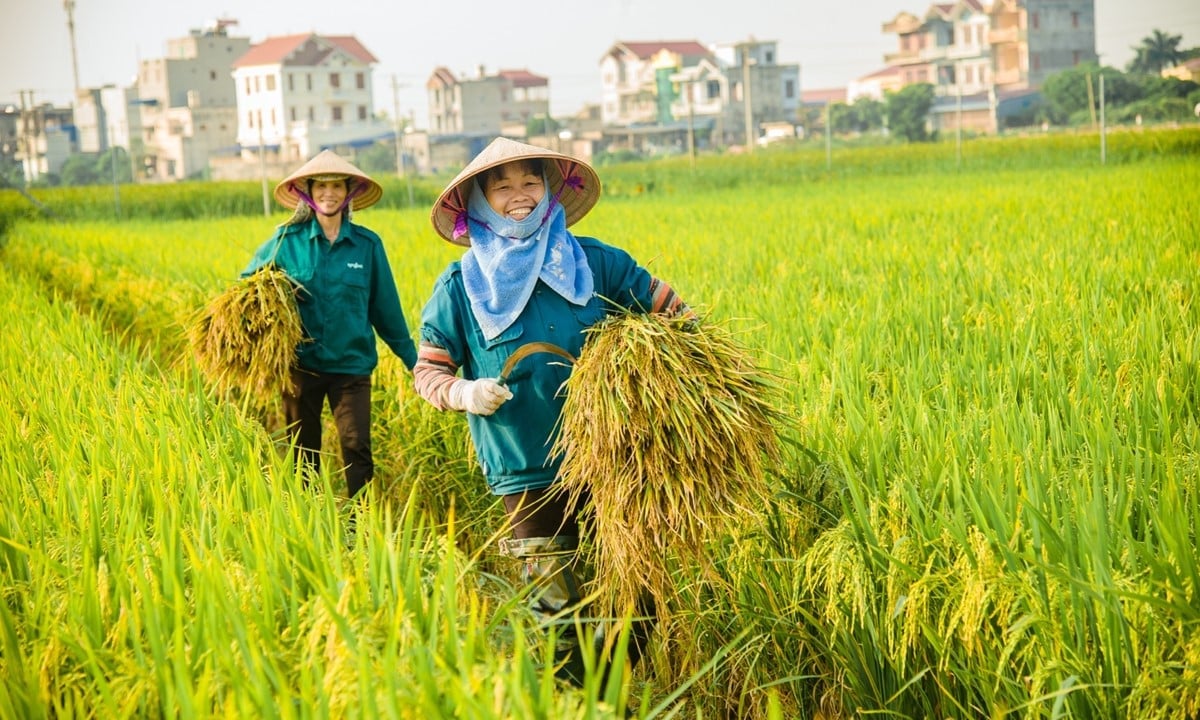 Cập nhật giá lúa gạo hôm nay 6/9/2025 mới nhất