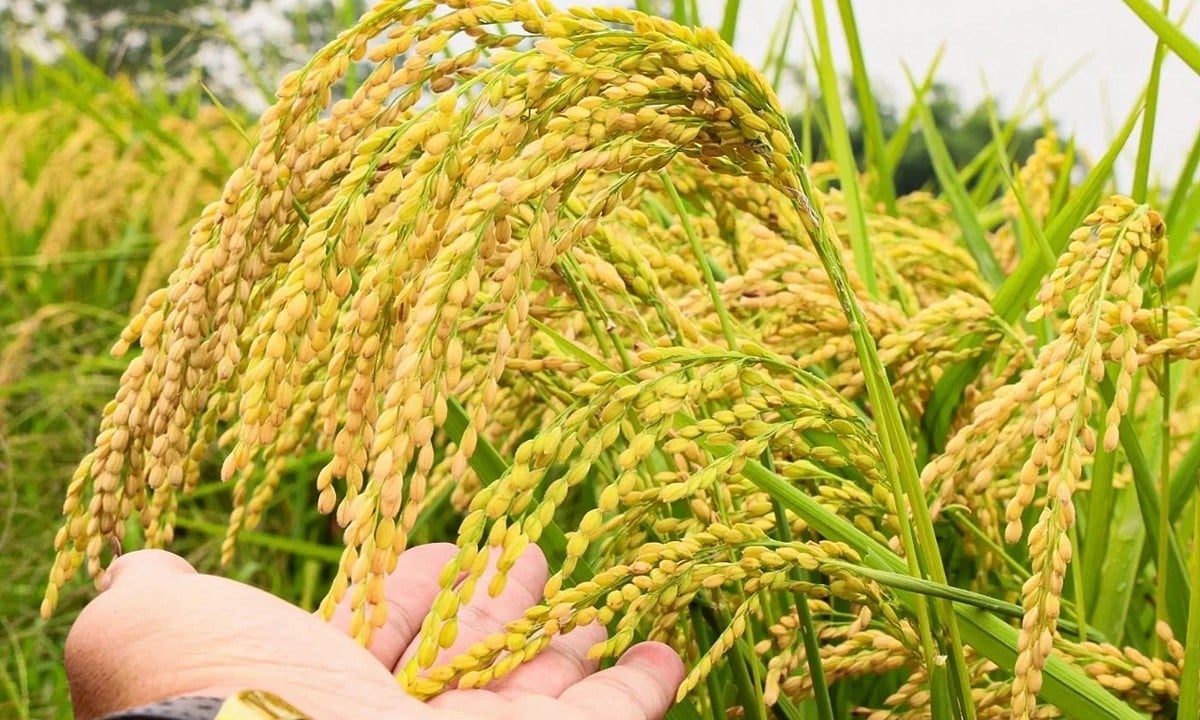 Cập nhật giá lúa gạo hôm nay 10/9/2025 mới nhất