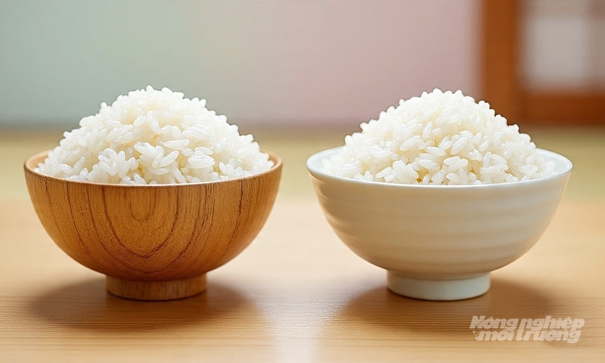 Cập nhật giá lúa gạo hôm nay 12/9/2025 mới nhất