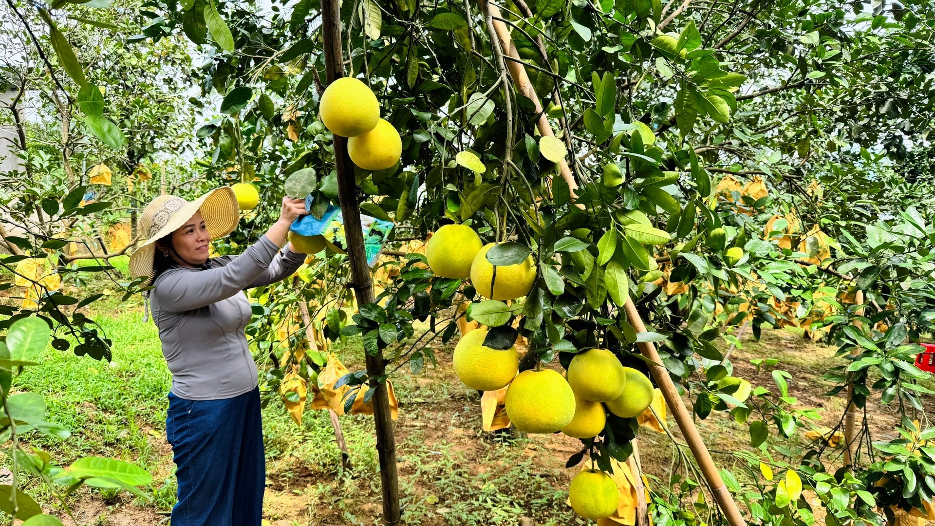 Quá trình triển khai mô hình, các hộ dân đã thực hiện nghiêm túc quy trình sản xuất bưởi Phúc Trạch theo tiêu chuẩn hữu cơ. Ảnh: Ánh Nguyệt.