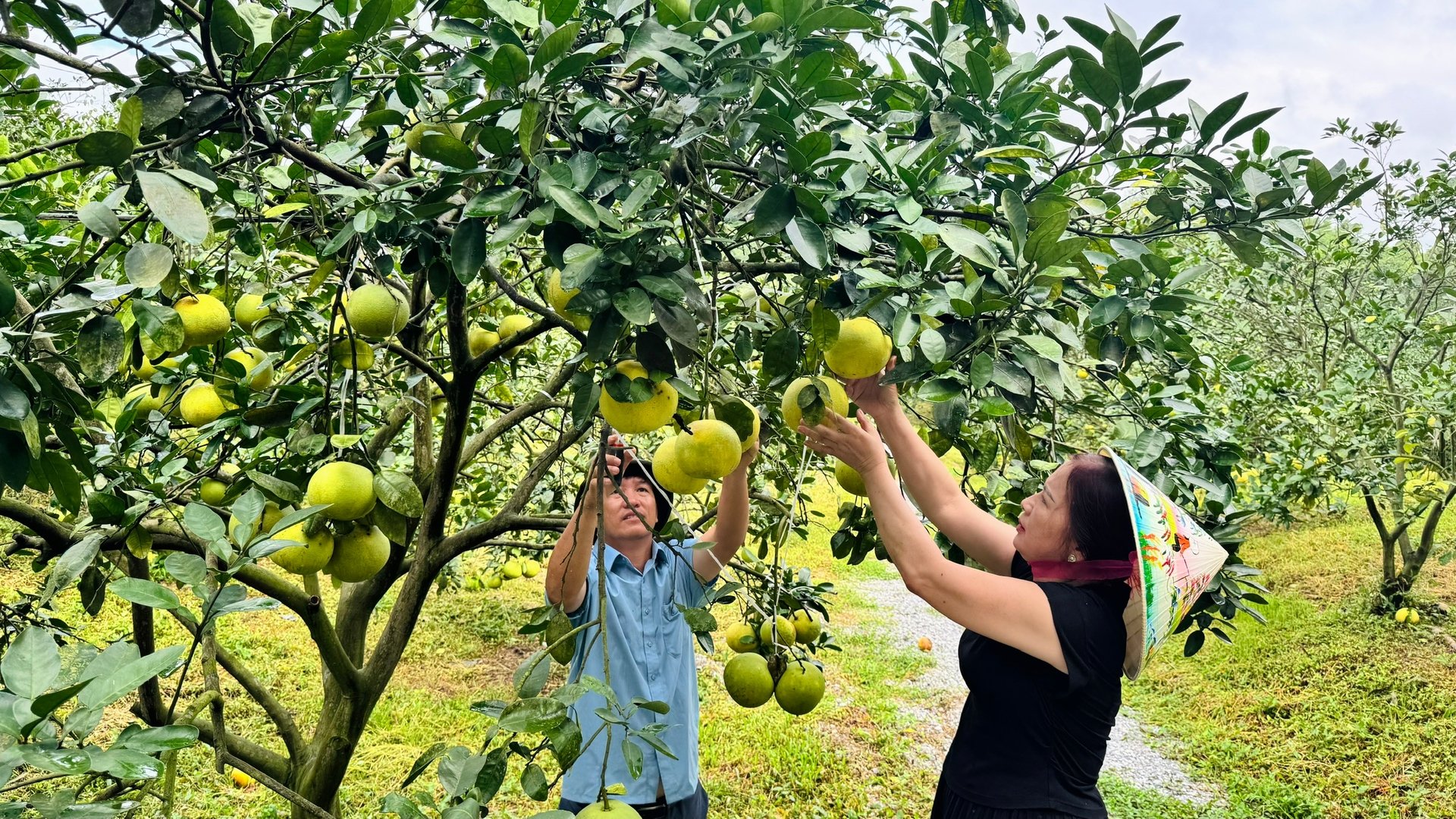 Nhờ áp dụng quy trình kỹ thuật nghiêm ngặt từ khâu chọn giống đến chăm sóc nên bưởi Phúc Trạch ngày càng có giá trị kinh tế cao. Ảnh: Ánh Nguyệt. Nhờ áp dụng quy trình kỹ thuật nghiêm ngặt từ khâu chọn giống đến chăm sóc nên bưởi Phúc Trạch ngày càng có giá trị kinh tế cao. Ảnh: Ánh Nguyệt.