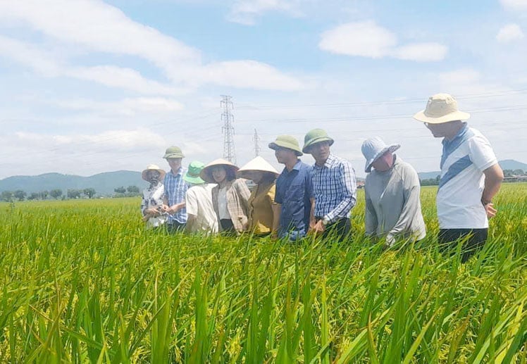 Đoàn công tác của Sở Nông nghiệp và Môi trường Hải Phòng (áo vàng) kiểm tra tình hình sản xuất khi có tin bão số 9. Ảnh: Đinh Mười.