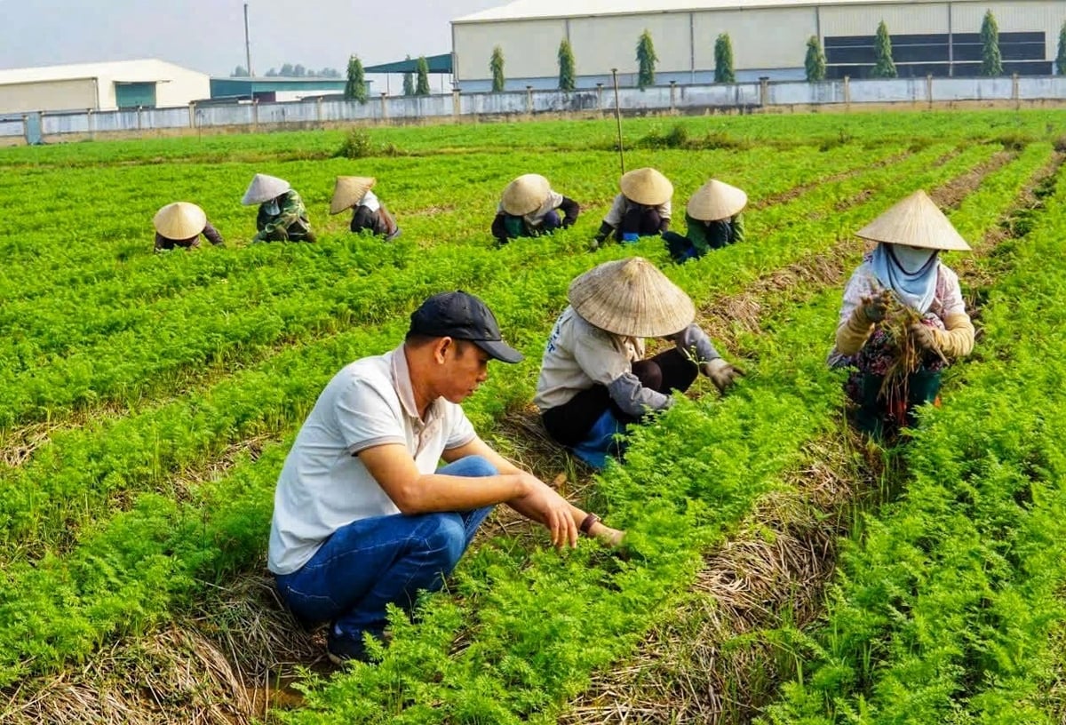 Người dân sản xuất cây vụ đông tại Hải Phòng sẽ nhận được nhiều hỗ trợ và chính sách ưu đãi trong thời gian tới. Ảnh: Đinh Mười.