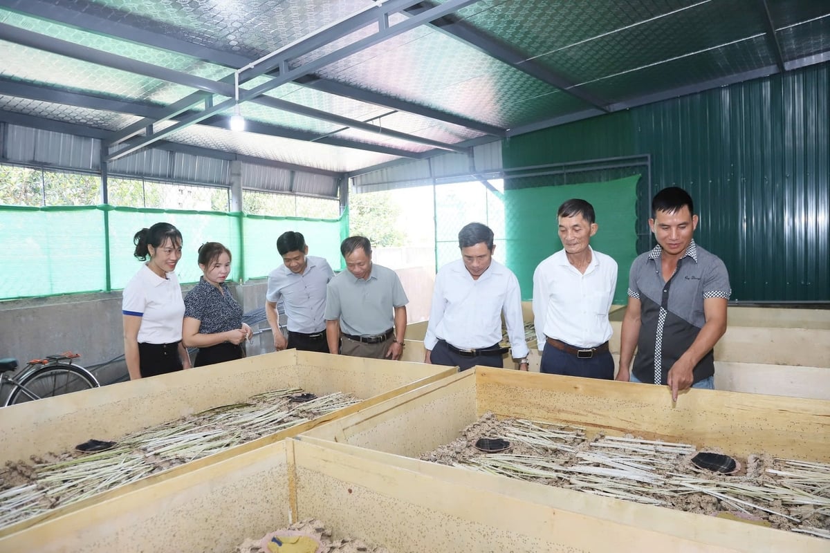 Anh Thể cho biết sẵn sàng chia sẻ hướng dẫn kỹ thuật nuôi dế cho các hộ dân trên địa bàn. Ảnh: Ánh Nguyệt.
