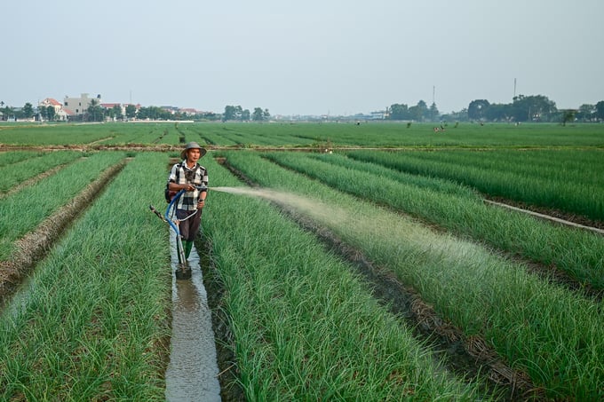 Cây vụ đông là một trong những thế mạnh của các địa phương phía tây TP Hải Phòng trong nhiều năm qua.