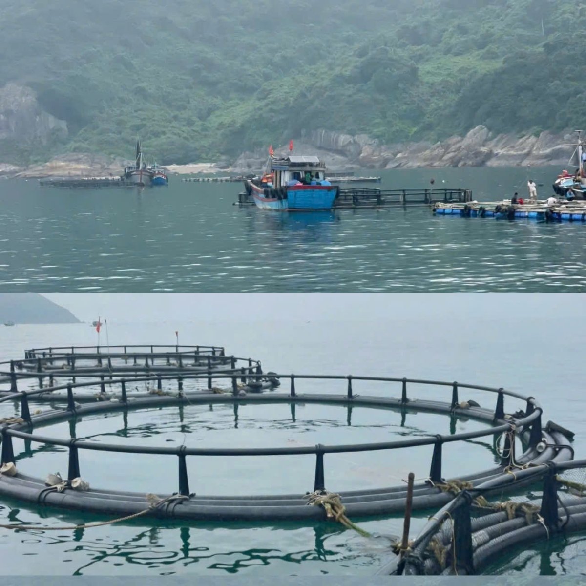 Nuôi biển là giải pháp phát triển bền vững ngành thủy sản. Ảnh: Quốc Toản.