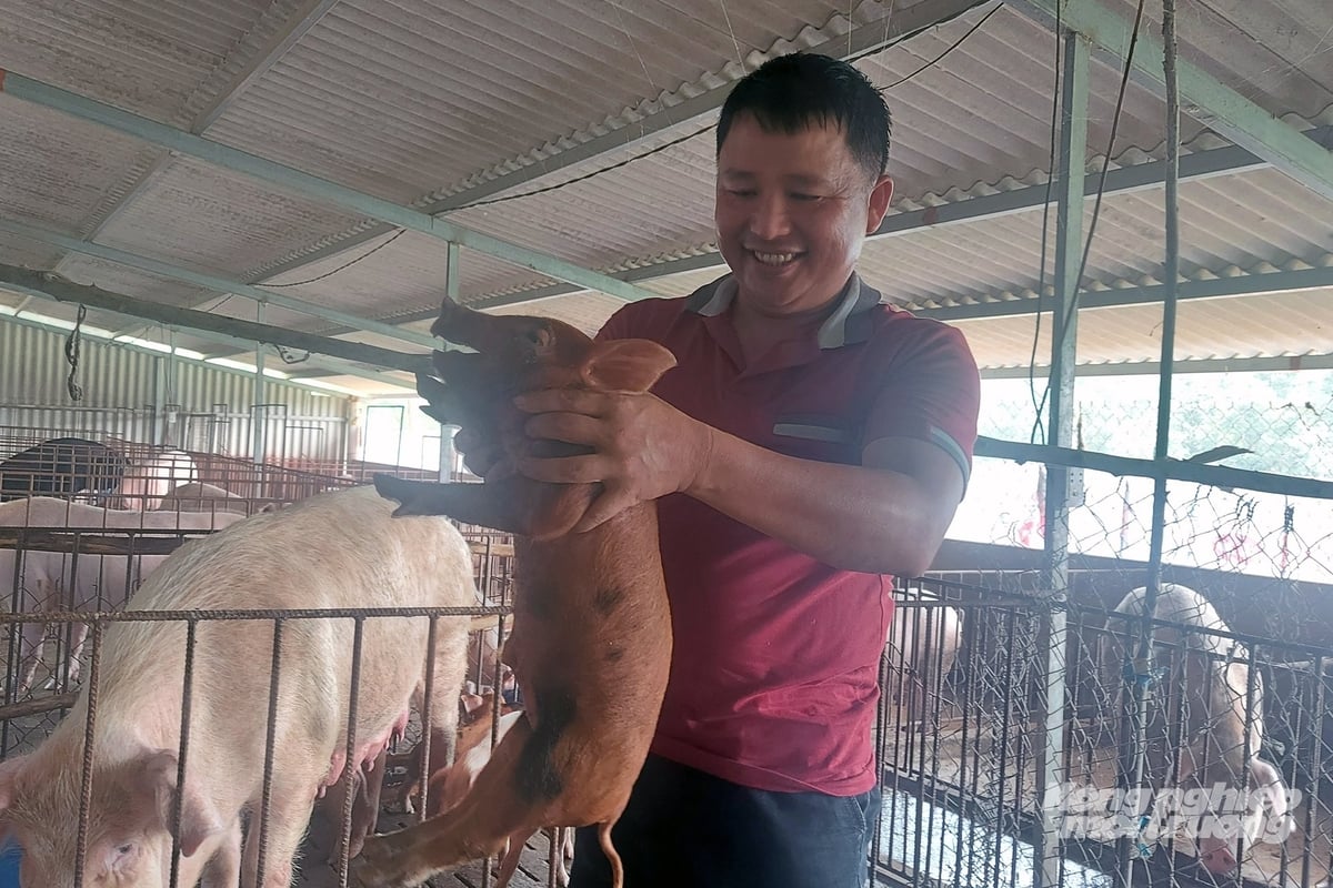 Anh Vương trong trang trại nuôi hàng trăm con lợn. Ảnh: Võ Dũng. Anh Vương trong trang trại nuôi hàng trăm con lợn. Ảnh: Võ Dũng.