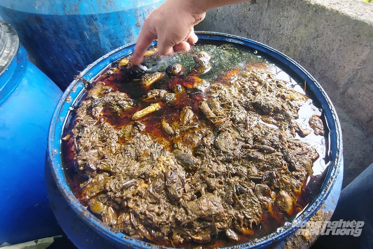 Thức ăn ủ vi sinh từ rác hữu cơ giúp vật nuôi phát triển tốt, giảm thiểu nguy cơ dịch bệnh. Ảnh: Võ Dũng. Thức ăn ủ vi sinh từ rác hữu cơ giúp vật nuôi phát triển tốt, giảm thiểu nguy cơ dịch bệnh. Ảnh: Võ Dũng.