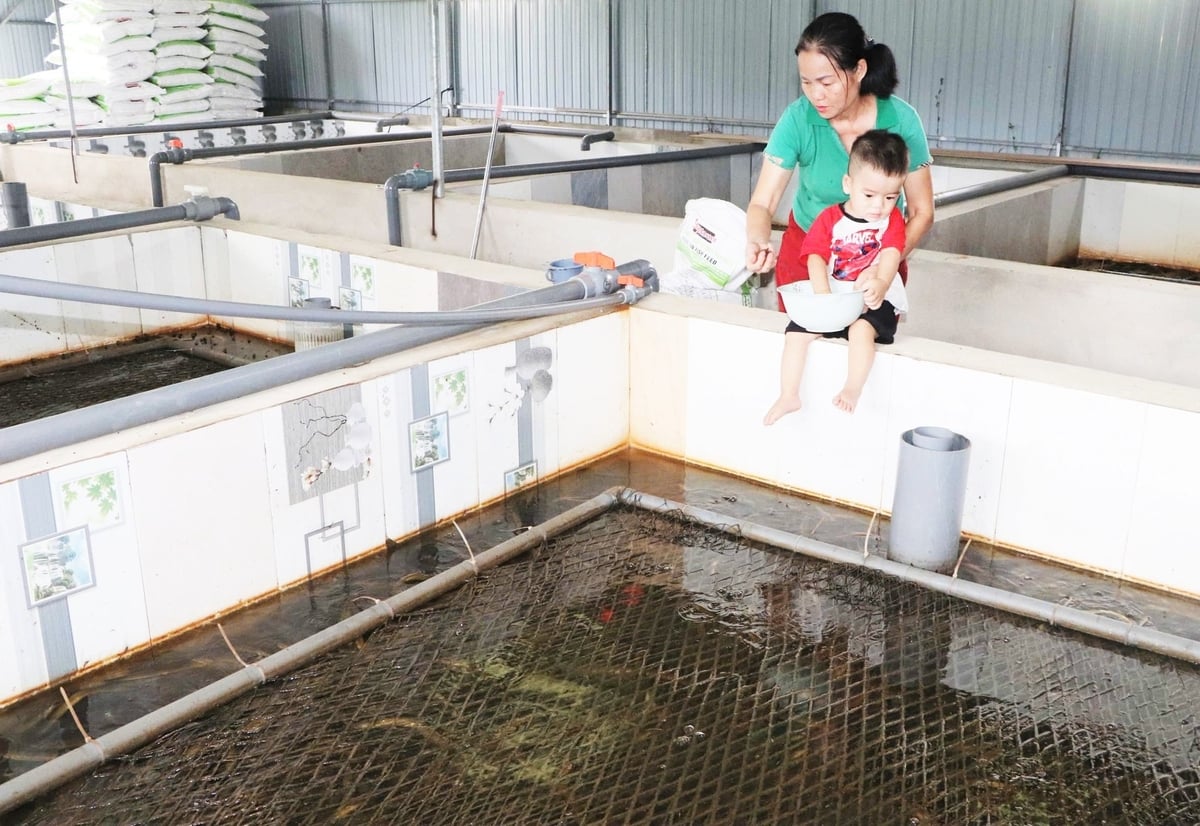 Tiên phong đưa mô hình nuôi lươn không bùn lên... núi, chị Phan Thị Hoài Thương đang khiến người dân trong vùng trầm trồ thán phục. Ảnh: Thanh Nga.